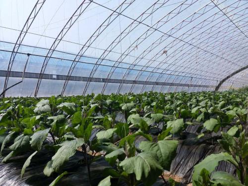 薄膜用紫外線吸收劑為農(nóng)業(yè)保駕護(hù)航